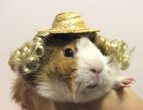 archiemcphee:  Anyone who has spent time with a guinea pig probably knows how much they love to eat 