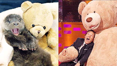 cumberbatchlives:Benedict on the Graham Norton Show