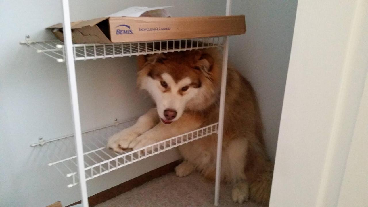 awwww-cute:  I look away for two seconds and he manages to get stuck like this