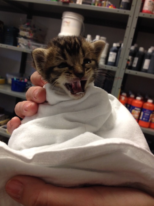 fruitkin:  MY ART TEACHER BROUGHT HER KITTY TO SCHOOL ITS THE SIZE OF A DAMN GUMMY BEAR FKCKING