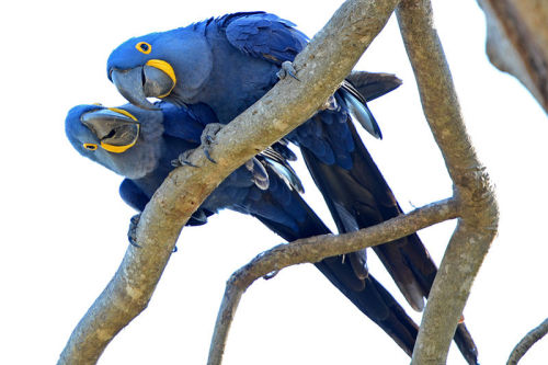 seraphica:The Hyacinth Macaw, Anodorhynchus hyacinthinus, is the largest of the macaws and the large