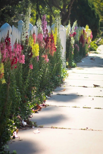 flowersgardenlove:  snapdragons. I love Beautiful gorgeous pretty flowers  I love