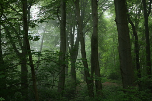 A Foggy Day At The Local Forest By 90377 Instagram | Etsy Shop 