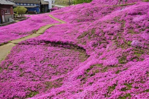 love:This loving husband spent two years planting thousands of flowers for his blind wife to smell. 