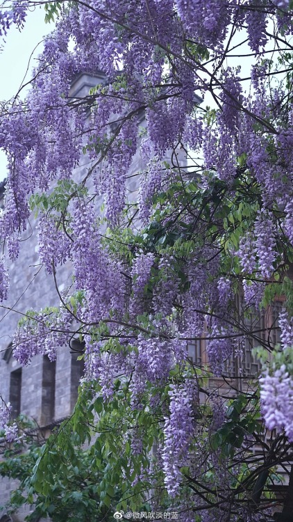 fuckyeahchinesegarden:wisteria blossoms in laomendong, nanjing by 微风吹淡的蓝