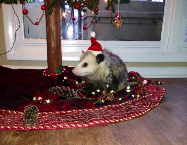 opossummypossum:  Blossom the Opossum lives at an animal sanctuary called Walden’s