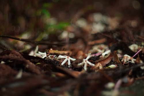 「髪飾り」sony a6400asahi pentax super takumar 50mm F1.4オールドレンズ旅