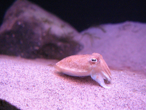 theincenseowl: Cuttlefish! :D