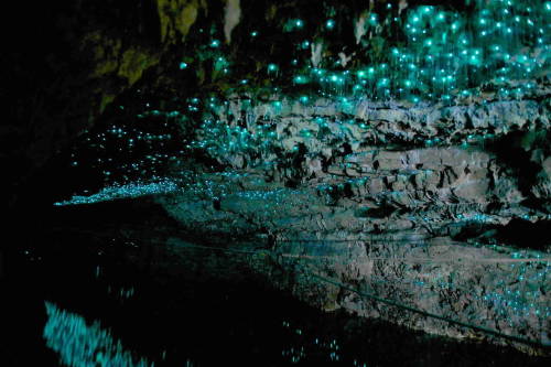 vibeandaplace:The “Glow Worm Caves” in Waitomo, New Zealand