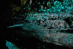 sixpenceee:  The Waitomo Glowworm Caves attraction is a cave on the North Island of New Zealand, known for its population of glowworms, Arachnocampa luminosa. This species is found exclusively in New Zealand.