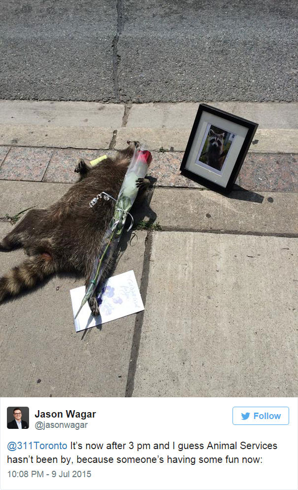 yodiscrepo:  Esto es lo que pasó en Toronto con un mapache muerto en la calle, al