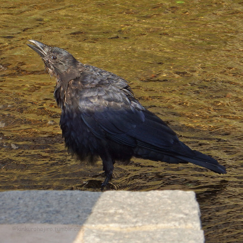 kinkurohajiro: 29 sep. 2015(火) morning crows @ Kamogawa, Kyoto. Jungle Crows (1-3) and Carrion Crows