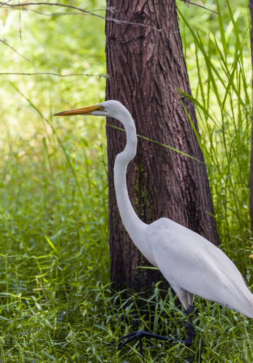  Great egretCredit: Florida Museum of Natural History/Photo by Kristen Grace 