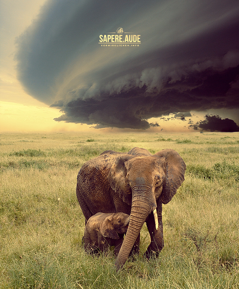 creatures-alive:  (via 500px / Die Elefanten. by Nico Tetzner)