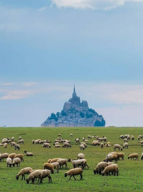 Grazing sheep on saltbush in front of the French landmark the Mont Saint-Michel in Normandy Photo by