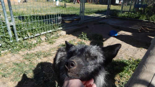 Moxxi the silver fox being an absolute sweetheart, definitely one of the sweetest foxes I ever met. 