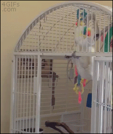 Cockatoo enjoys headbanging and exercise