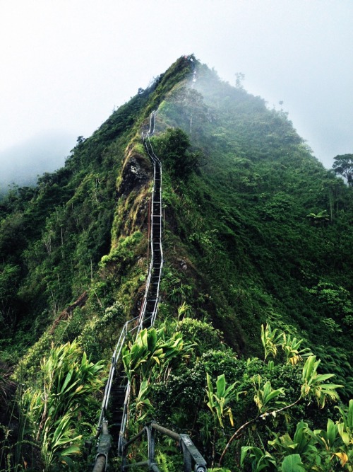 theadventurechild: Jungle/tropical blog ❁❁ tropical blog, following back everyone  ❁❁