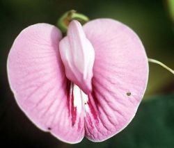 Mommylovescake:  Sonoanthony:  Sleazeburger:  This Flower Is Called The Clitoria