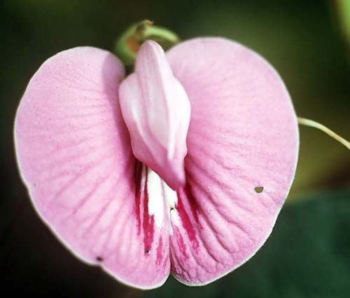 Porn sleazeburger:  This flower is called the photos