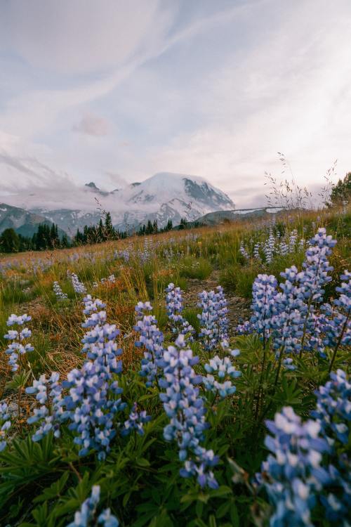 expressions-of-nature:Mount Rainier National Park, WA by Conner Denny