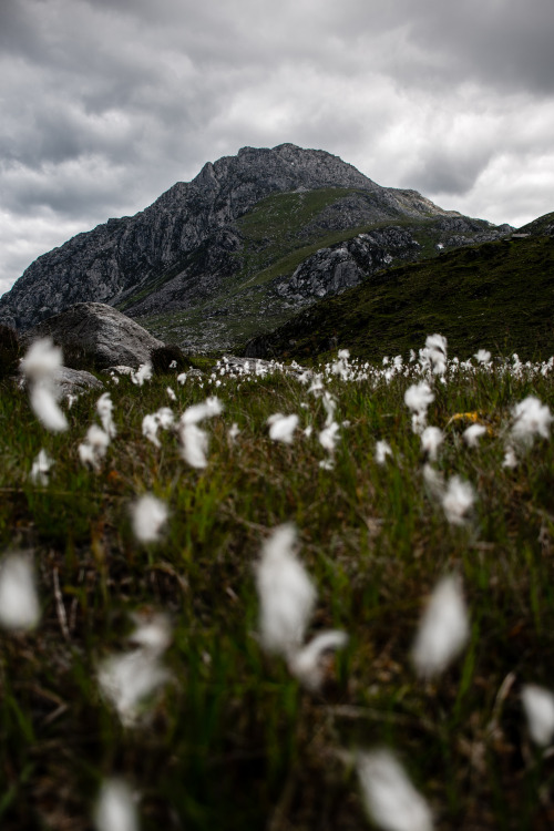 Tryfan towering above the cotton grass, Snowdonia