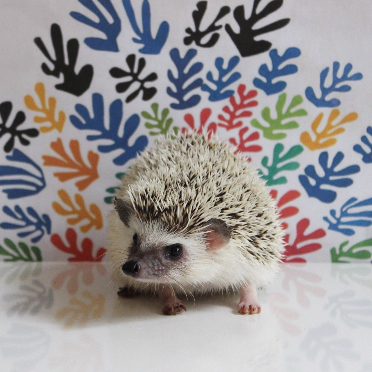 adventuresofcalico:  Art-hog pt.2