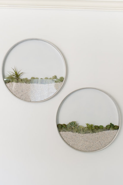 Sex thisisteariffic:  Succulent air plant wall pictures