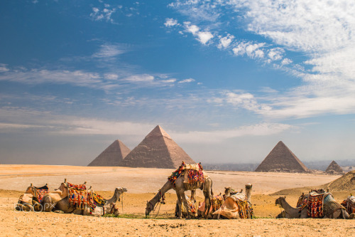 socialfoto: Pyramids and Camels by rgroman #SocialFoto