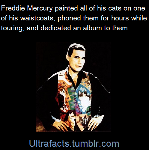 unicornempire:  the-darkest-abyss:  ultrafacts:  Freddie Mercury loved his cats,