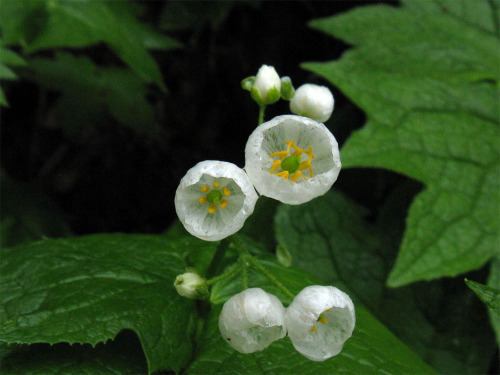 itscolossal:The “Skeleton Flower” Turns From White to Translucent When Exposed to Water
