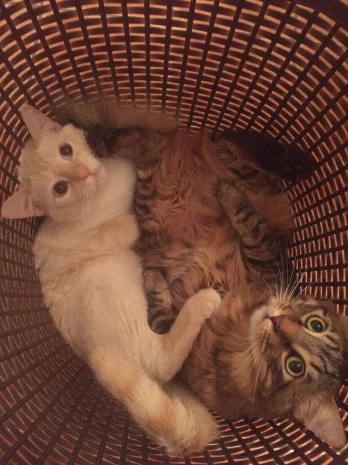 Our spoiled baby collage. Featuring Bucket and Odin.(submitted by @shuhannazy​)