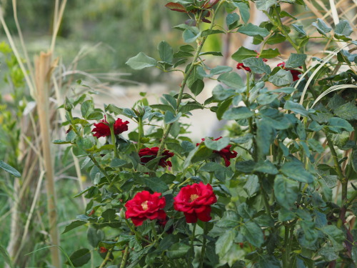 Nature in Sobic Hotel, Tunis village, Fayoum, Egypt.