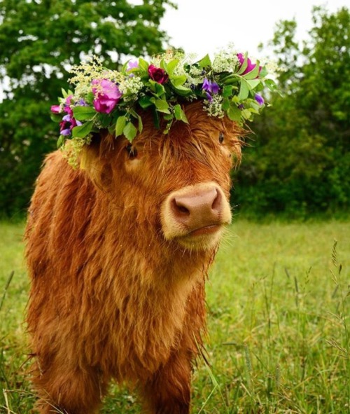 clannfearrunt:ainawgsd:ainawgsd:Cows with Flower CrownsRebloging for the Lunar New Year @akulorkhan