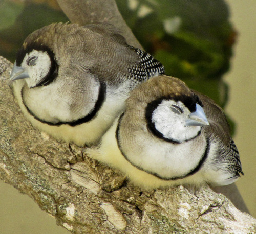 Double-barred Finches (Owl Finches)  Double-barred Finches are found in dry savannah, trop
