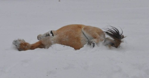 lifewithanorwegianfjord:  fjords in the snow are the cutest fucking thing 
