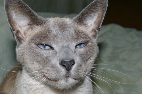 Happy 18th Birthday to our Babies - Martini & Rossi!