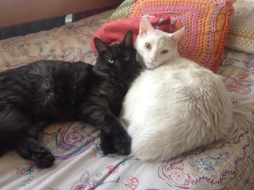Tito(white) and Miles(black) !(submitted by theressomeoneinmy-head)