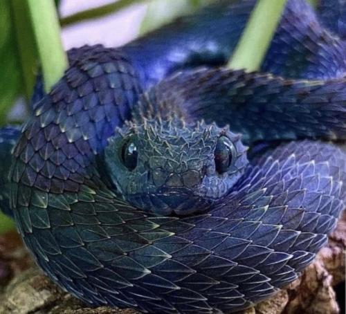 awwsocuteanimals: Danger noodle Pointy baby