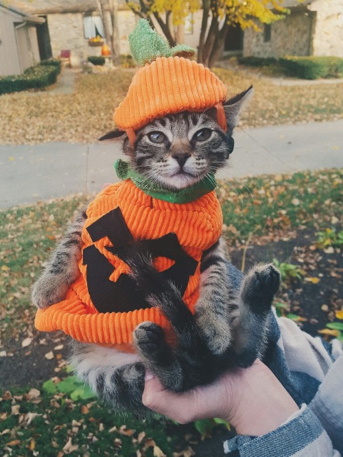 itsemmmz:Winston my little pumpkin