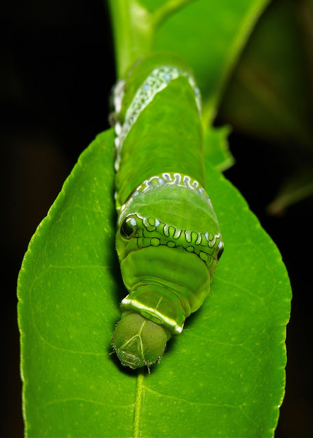 sinobug:  Final Instar Great Mormon Butterfly Caterpillar (Papilio memnon, Papilionidae)  by Sinobug (itchydogimages) on Flickr. Pu’er, Yunnan, China  See more Chinese caterpillars on my Flickr site HERE….. 