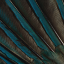 varheca