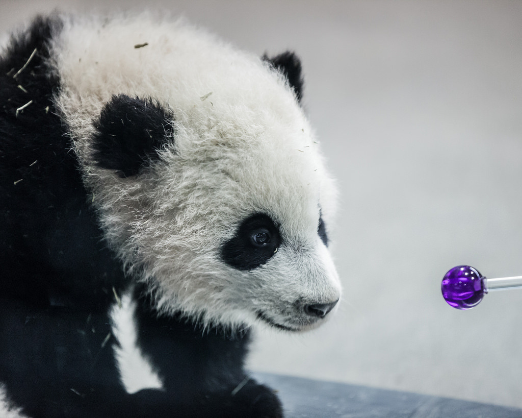 giantpandaphotos:  Bao Bao at the National Zoo in Washington D.C. on January 31,