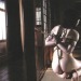 salon-san:『縛りの軌跡　第十二回』 S&Mスナイパー2008年12月号。緊縛：雪村春樹、文・写真：小夜伽、モデル：笠木忍