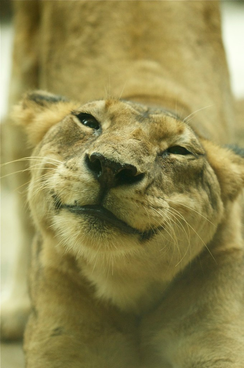 jessalynlearns: badromantics:  missmitchieg:  Lions in The Lion King (2019) no matter what is happening at any moment: -__- Lions in real life:    CGI lion rendered far more beautifully and emotively … 14 years ago.  