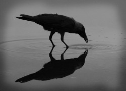 red-lipstick:  Surajram‌‌ aka Surajram Kumaravel (Chennai, Tamil Nadu, India) - Crow, 2009    Photography