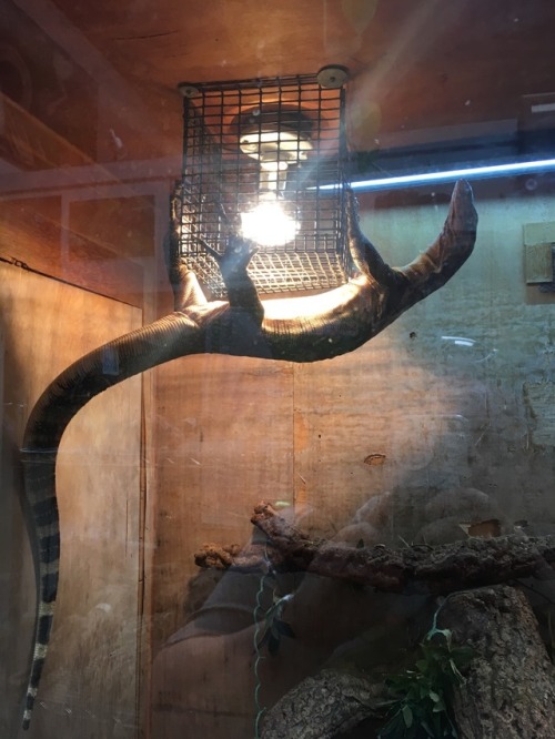 kaijutegu:An acrobat!