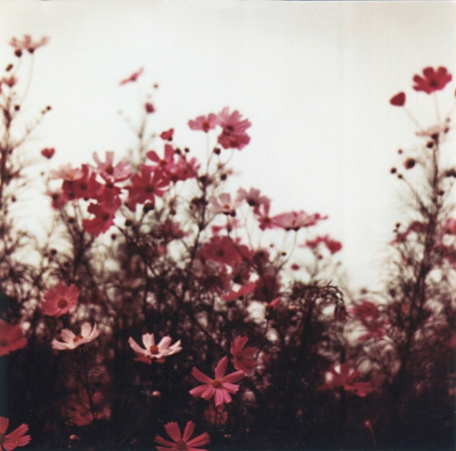 floralac:Flora Blog