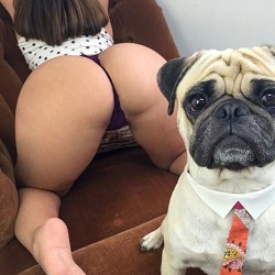 assobsession:  #GoodMorning #PugLife