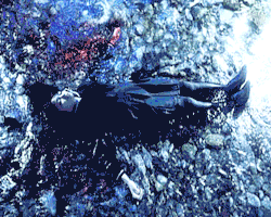 Goth: Love of Death (2008)